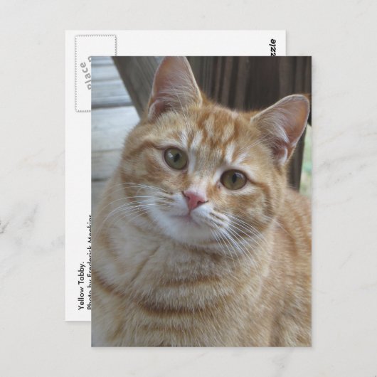 Carte Postale Tabby Jaune (Devant / Derrière)