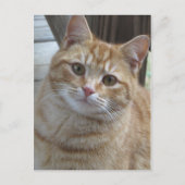 Carte Postale Tabby Jaune (Devant)