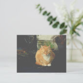 Carte Postale tabby jaune mignon chat errant post-croisement (Debout devant)