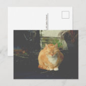 Carte Postale tabby jaune mignon chat errant post-croisement (Devant / Derrière)