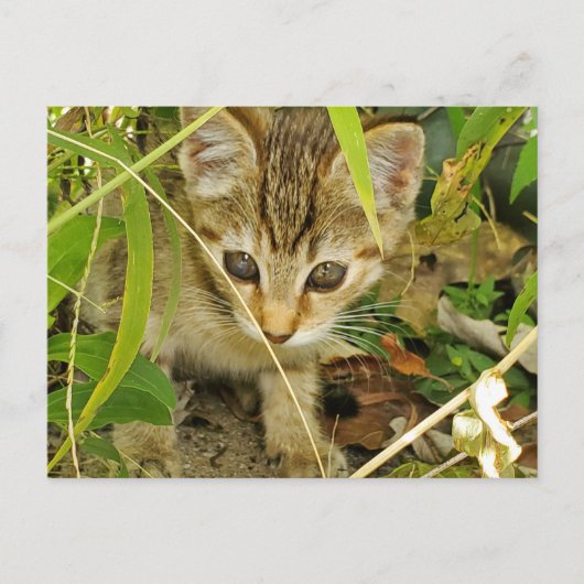 Carte Postale Tabby kitten (Devant)