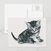 Carte Postale Tabby Kitten (Devant / Derrière)