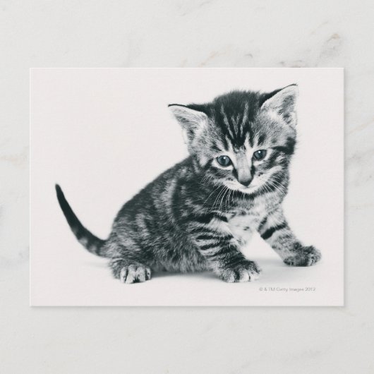 Carte Postale Tabby Kitten (Devant)
