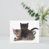 Carte Postale tabby kitten black kitten (Debout devant)