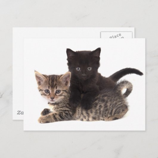 Carte Postale tabby kitten black kitten (Devant / Derrière)