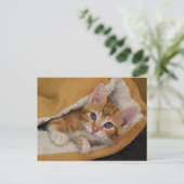 Carte Postale Tabby Kitten orange au lit (Debout devant)