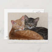 Carte postale Tabby Kittens (Devant / Derrière)