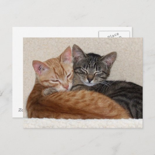 Carte postale Tabby Kittens (Devant / Derrière)