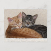 Carte postale Tabby Kittens (Devant)