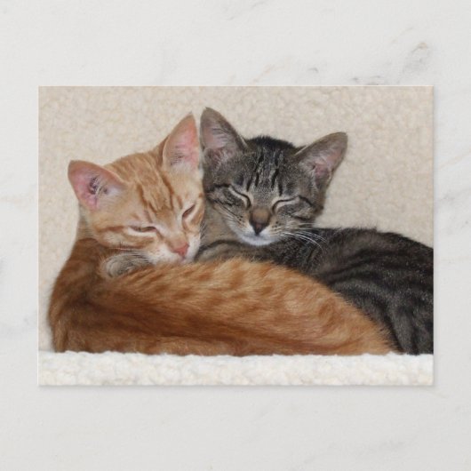 Carte postale Tabby Kittens (Devant)