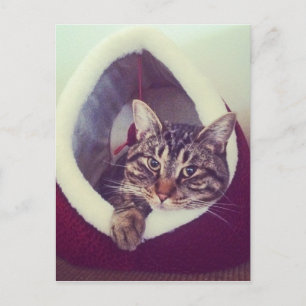 Carte Postale Tabby Kitty Dans La Cabine Photo De Gros Plan