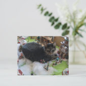 carte postale tabby noël chat (Debout devant)