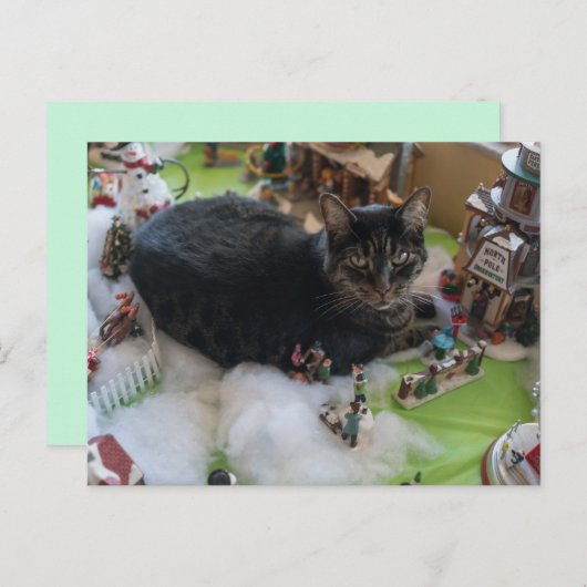 carte postale tabby noël chat (Devant / Derrière)