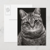 Carte Postale Tabby noir Kitten (Devant / Derrière)
