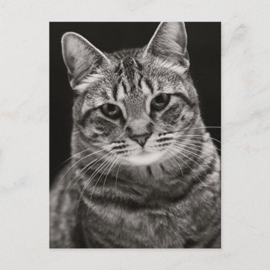 Carte Postale Tabby noir Kitten (Devant)