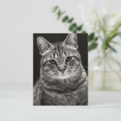 Carte Postale Tabby noir Kitten (Debout devant)