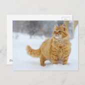 Carte Postale Tabby orange dans la neige (Devant / Derrière)