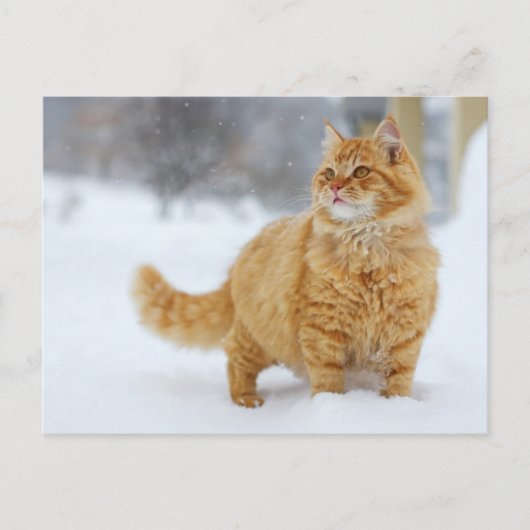 Carte Postale Tabby orange dans la neige (Devant)