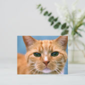 Carte Postale Tabby Orange Kitty Kitten Chat (Debout devant)
