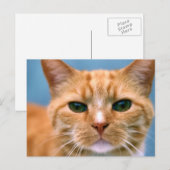 Carte Postale Tabby Orange Kitty Kitten Chat (Devant / Derrière)
