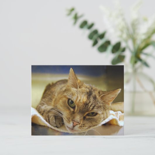 Carte postale Tabby Princess (Debout devant)