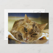 Carte postale Tabby Princess (Devant / Derrière)
