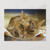 Carte postale Tabby Princess (Devant)