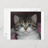 Carte Postale Tabby Sibérien/Kitten Blanc (Devant / Derrière)