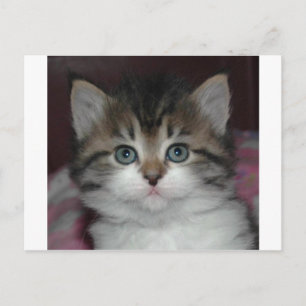 Carte Postale Tabby Sibérien/Kitten Blanc