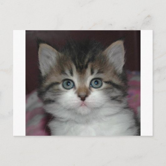 Carte Postale Tabby Sibérien/Kitten Blanc (Devant)
