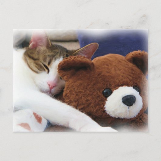 Carte Postale Tabby Sleeping Teddy Bear (Devant)