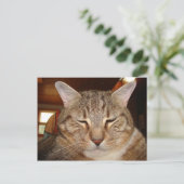 Carte Postale Tabby Tiger Cat (Debout devant)