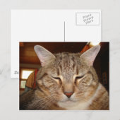 Carte Postale Tabby Tiger Cat (Devant / Derrière)