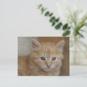 Carte Postale Tabby Tomcat Kitten (Debout devant)