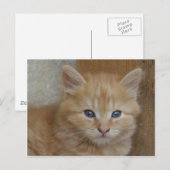 Carte Postale Tabby Tomcat Kitten (Devant / Derrière)