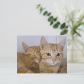 Carte Postale Tabbys orange (Debout devant)