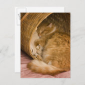 Carte Postale Table orange dormant dans le hamper (Devant / Derrière)