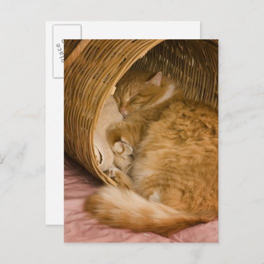 Carte Postale Table orange dormant dans le hamper (Devant / Derrière)