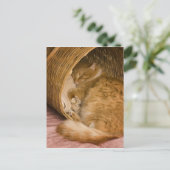 Carte Postale Table orange dormant dans le hamper (Debout devant)