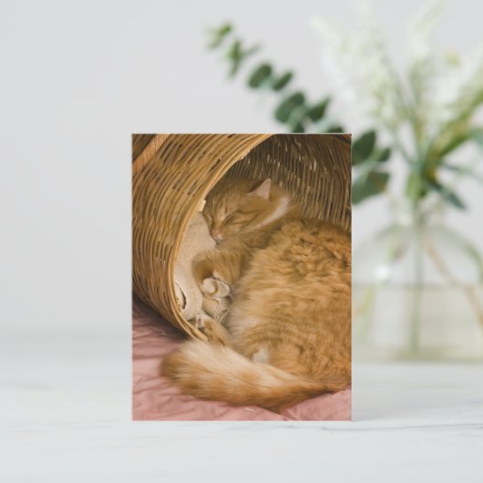 Carte Postale Table orange dormant dans le hamper (Debout devant)