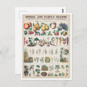 Carte Postale Tableau botanique vintage : Utilisation économique (Devant / Derrière)