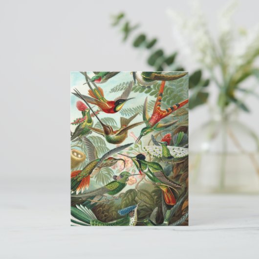 Carte Postale tableau classique de la faune des oiseaux colibris (Debout devant)