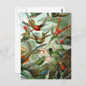 Carte Postale tableau classique de la faune des oiseaux colibris (Devant / Derrière)