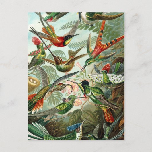Carte Postale tableau classique de la faune des oiseaux colibris (Devant)