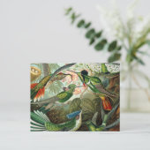 Carte Postale tableau classique de la faune des oiseaux colibris (Debout devant)