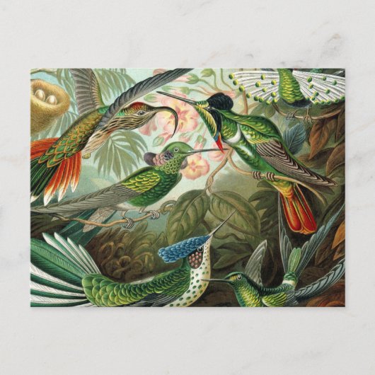 Carte Postale tableau classique de la faune des oiseaux colibris (Devant)