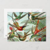 Carte Postale tableau classique de la faune des oiseaux colibris (Devant / Derrière)