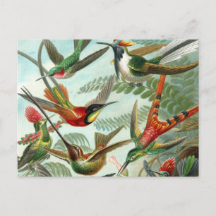 Carte Postale tableau classique de la faune des oiseaux colibris