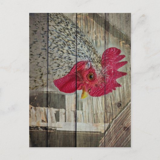 Carte Postale Tableau de la grange de poulet rustique Rooster (Devant)