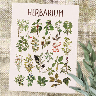 Carte Postale Tableau de plantes vertes d'herbier vintage